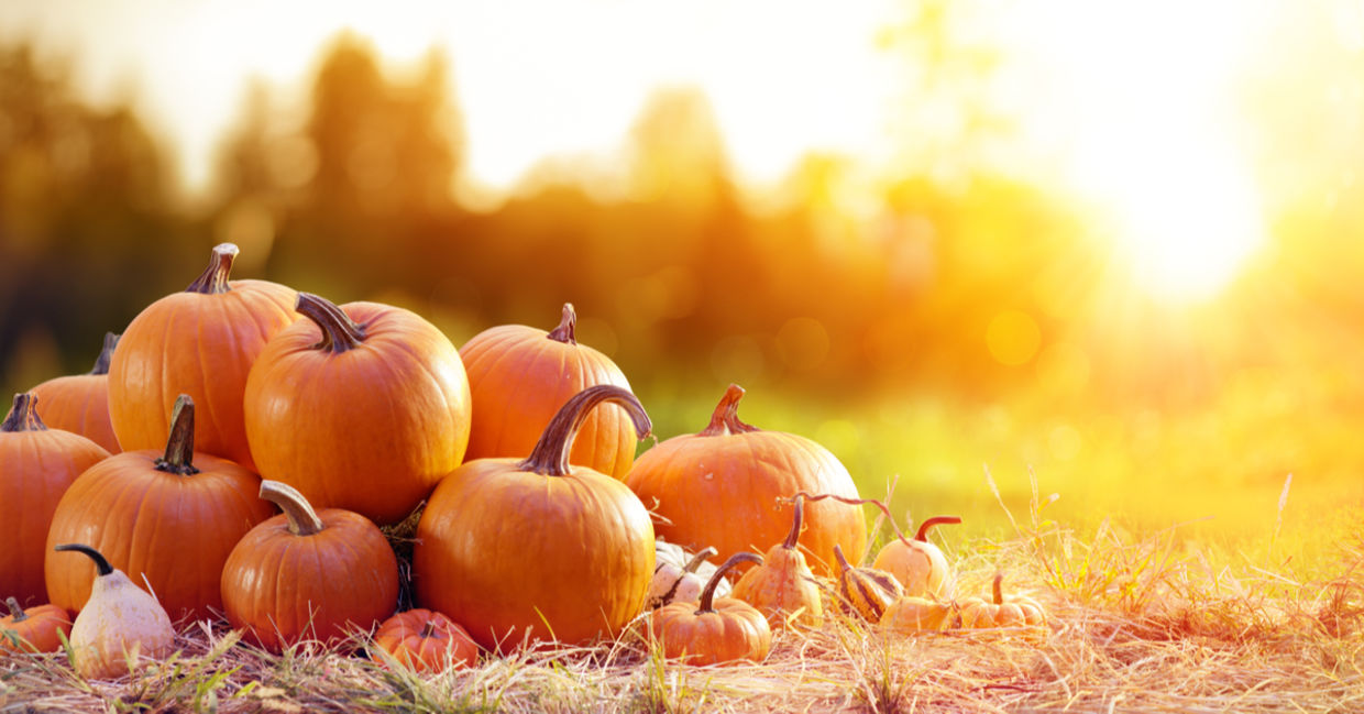 Pumpkins.