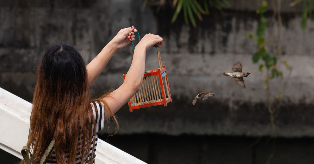 Woman releasing birds into the wild. Woman releasing birds into the wild.