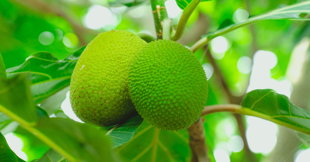 Breadfruit, used to make a healthy gluten-free four, is ripe and hanging on a tree. Breadfruit, used to make a healthy gluten-free four, is ripe and hanging on a tree.
