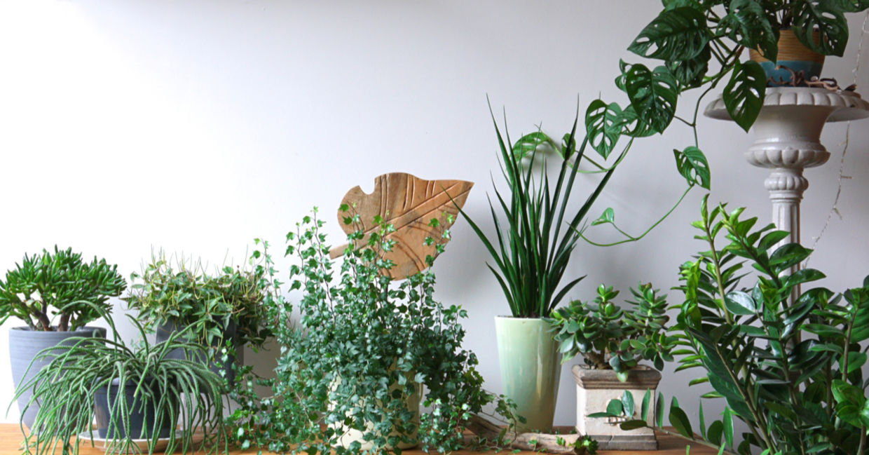 Mindful decor is complemented by this urban jungle interior, with lots of potted plants arranged together. Mindful decor is complemented by this urban jungle interior, with lots of potted plants arranged together.