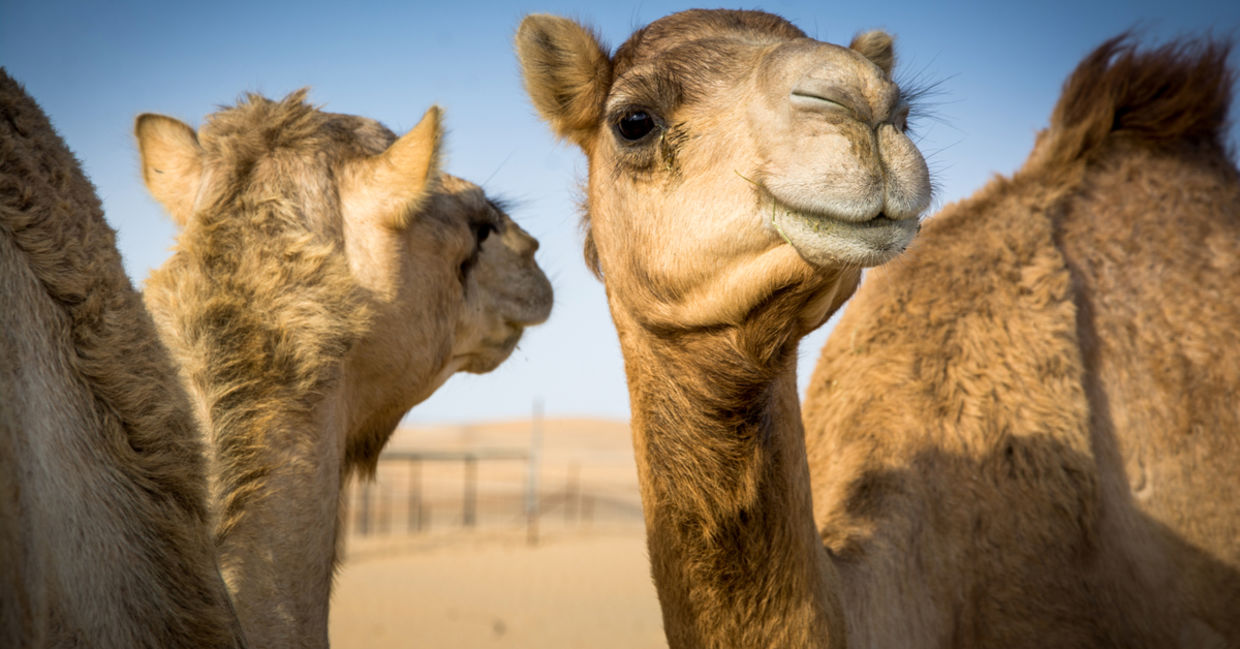 Camels in Arabia. Camels in Arabia.
