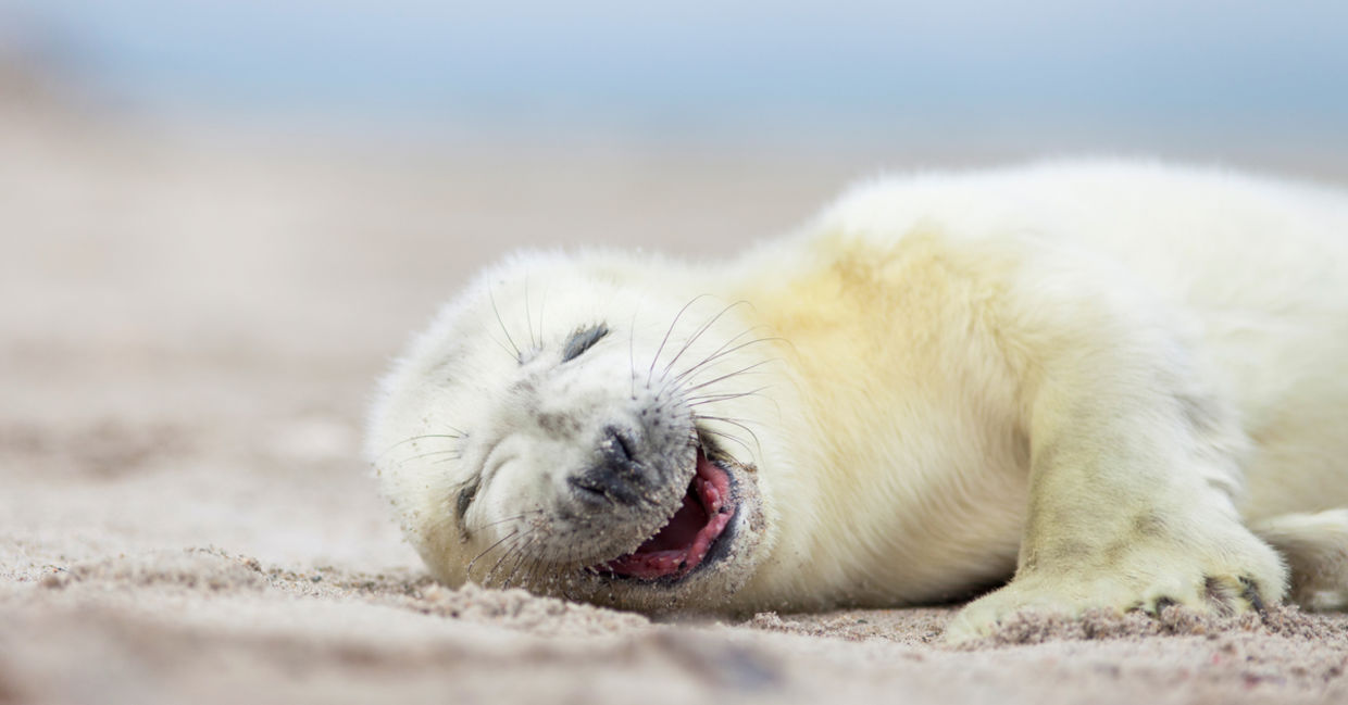 A white gray seal baby is laughing at the beach. A white gray seal baby is laughing at the beach.
