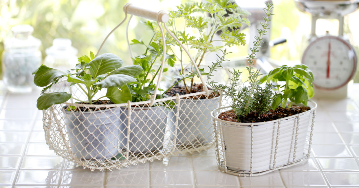 Indoor herb garden.