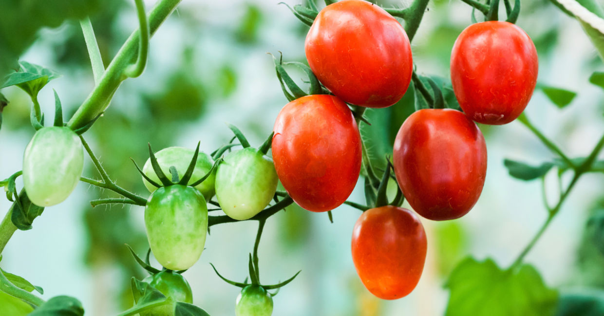 Tomato plant