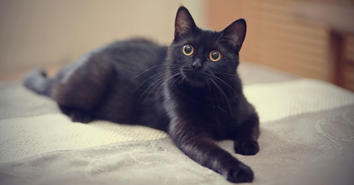 A black cat lies on a bed. A black cat lies on a bed.