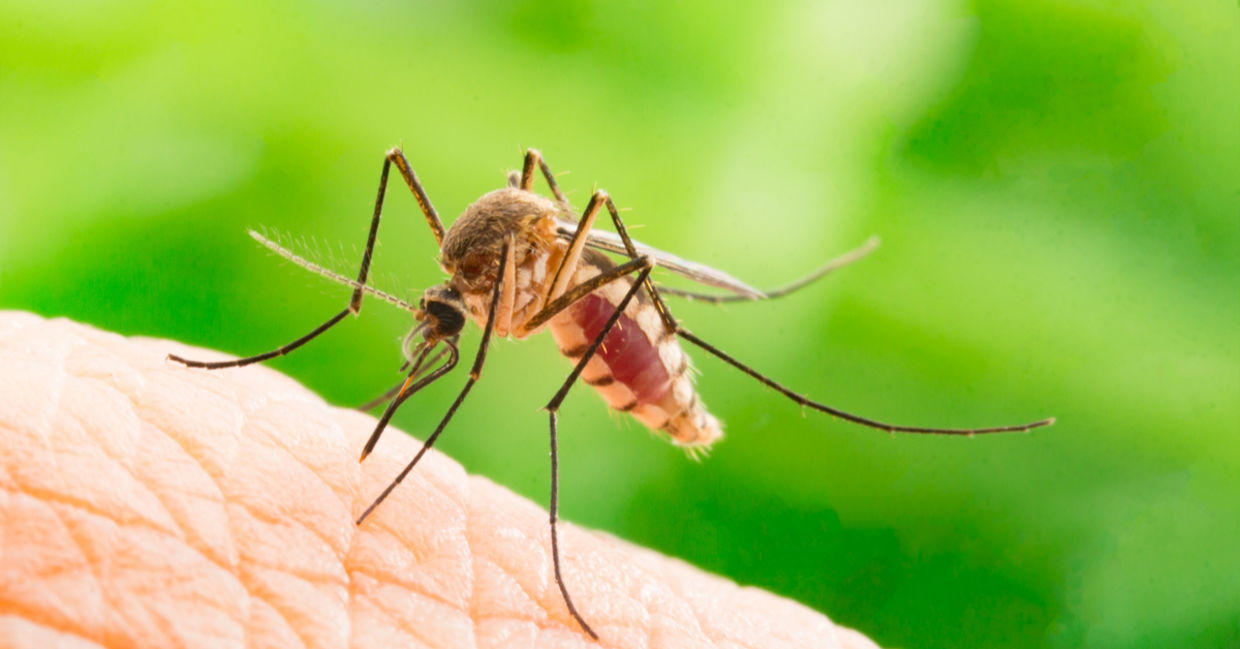 A mosquito about to strike. A mosquito about to strike.