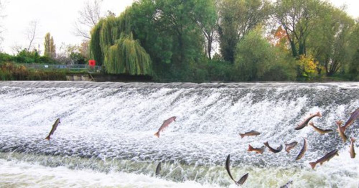 Atlantic salmon jump as they swim upriver to spawn.
