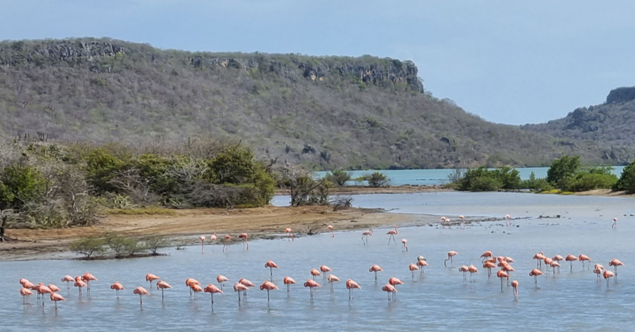 Pink flamingos near the salt flats of Curaçao. Pink flamingos near the salt flats of Curaçao.