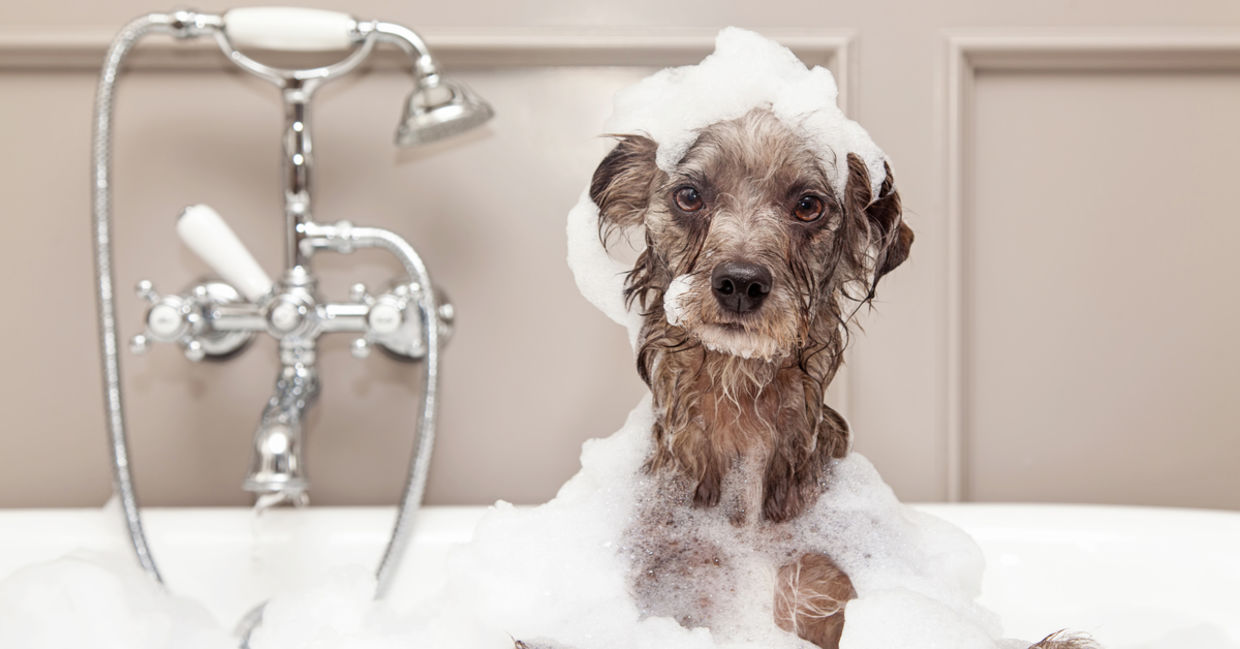 Turn the water off when you lather. Turn the water off when you lather.