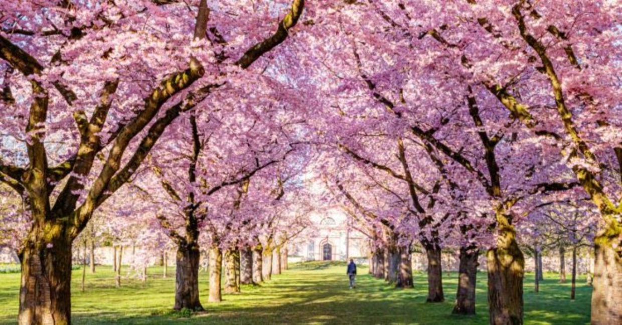 Walking on green grass under cherry blossoms in a sunny park in the spring. Walking on green grass under cherry blossoms in a sunny park in the spring.