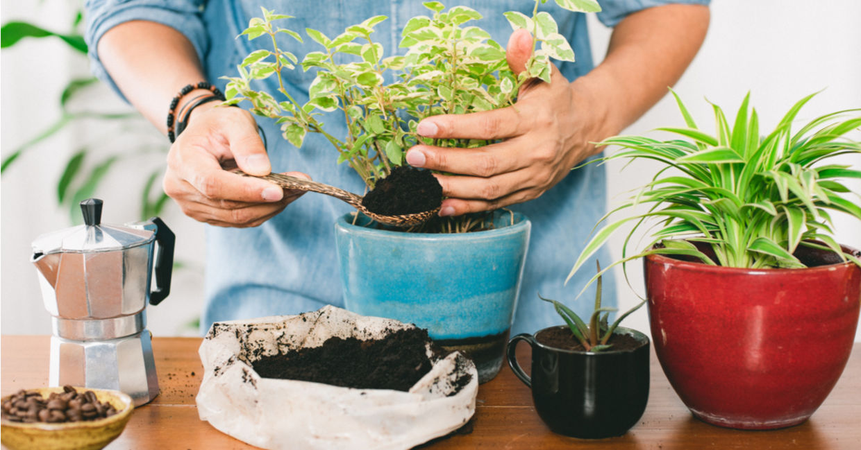 Using nitrogen-rich coffee grounds as an eco-friendly plant fertilizer. Using nitrogen-rich coffee grounds as an eco-friendly plant fertilizer.