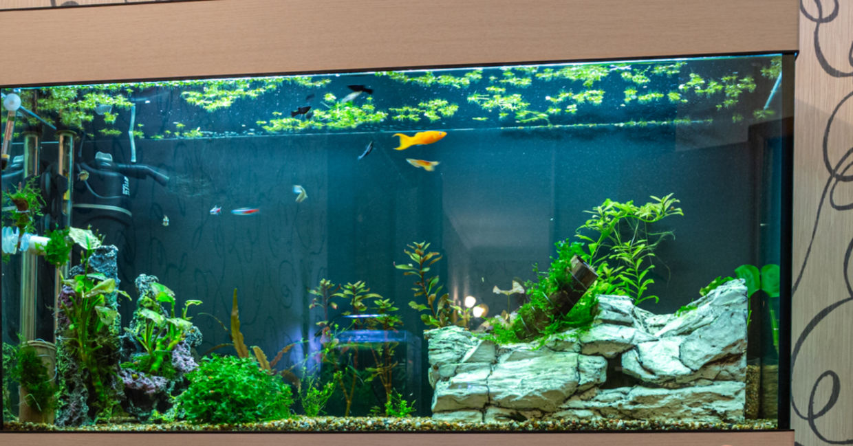 Use nutrient-rich aquarium water as a natural fertilizer for plants. Use nutrient-rich aquarium water as a natural fertilizer for plants.