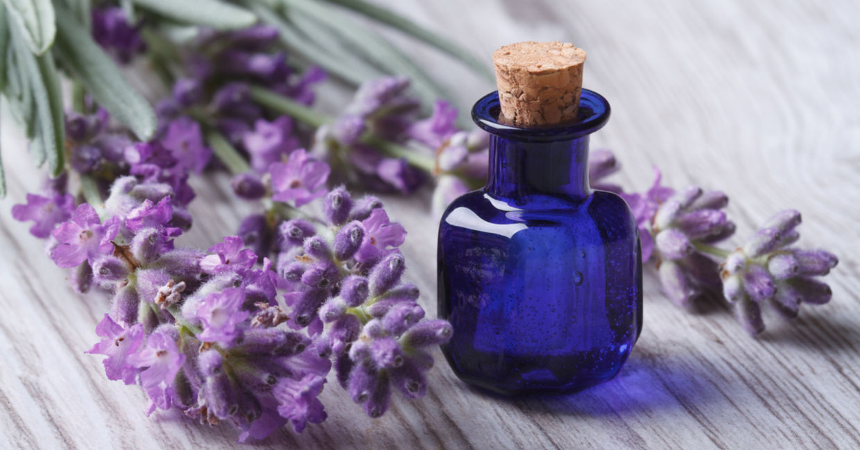 Lavender oil in a glass bottle next to fresh lavender flowers. Lavender oil in a glass bottle next to fresh lavender flowers.