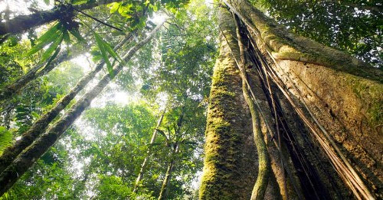 Looking up at the canopy of a rainforest. Looking up at the canopy of a rainforest.