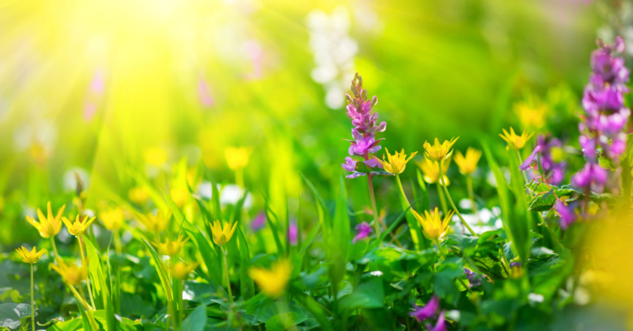 Replace your lawn with wildflowers like these and promote biodiversity. Replace your lawn with wildflowers like these and promote biodiversity.