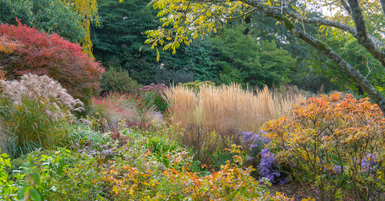 A colorful garden of ornamental grasses. A colorful garden of ornamental grasses.
