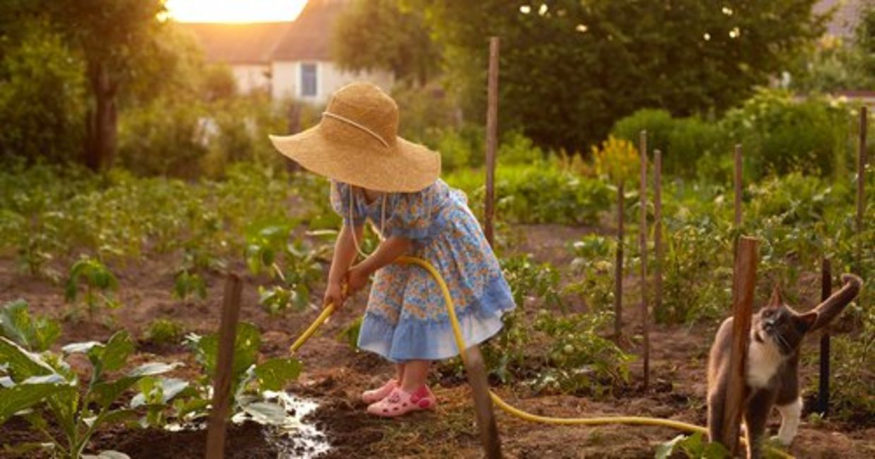 A little girl wearing a straw hat waters a vegetable garden. A little girl wearing a straw hat waters a vegetable garden.