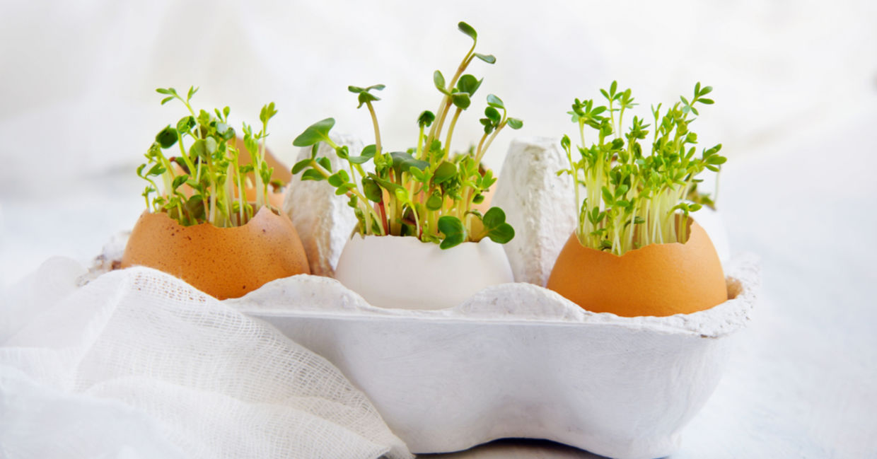 Growing watercress inside eggshells. Growing watercress inside eggshells.