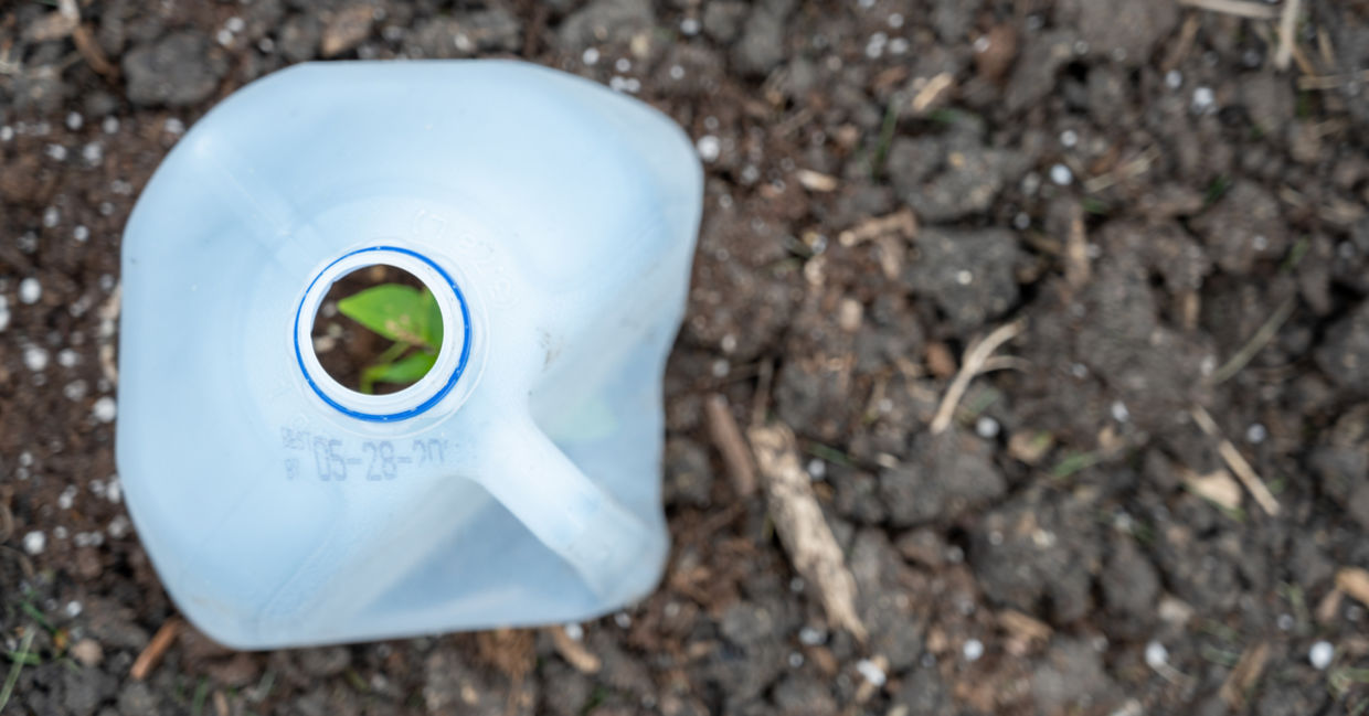 A recycled plastic milk jug protects tender seedlings. A recycled plastic milk jug protects tender seedlings.
