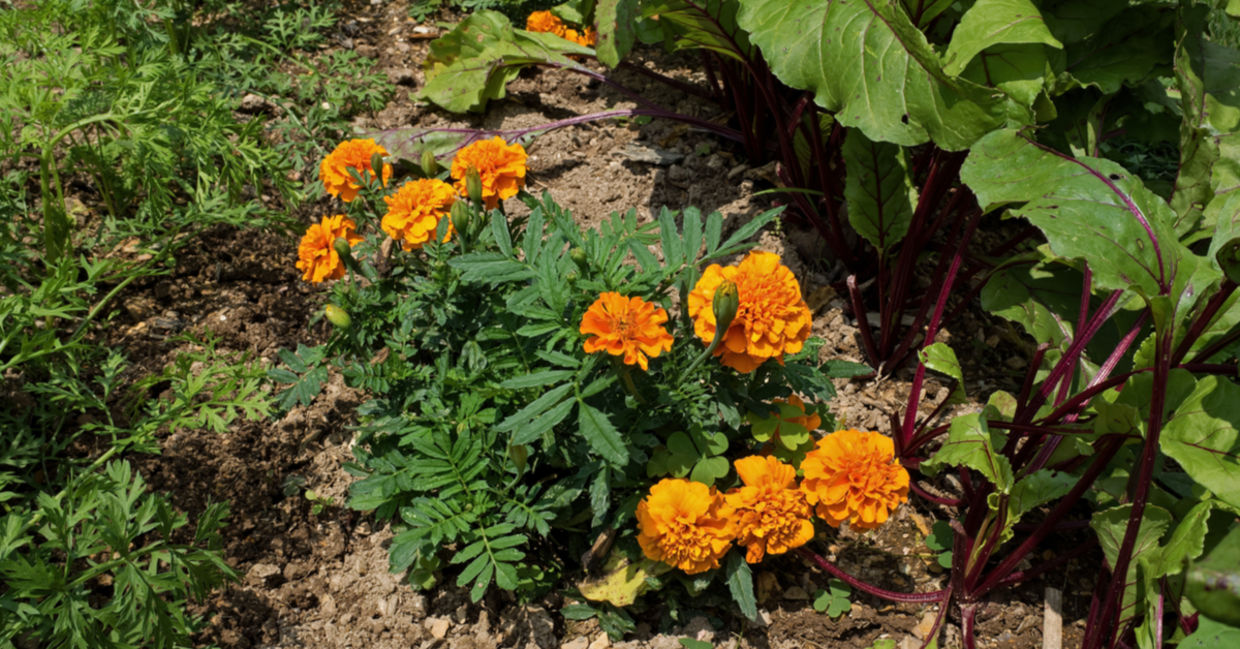 Using marigolds for companion planting protects vegetables from pests. Using marigolds for companion planting protects vegetables from pests.