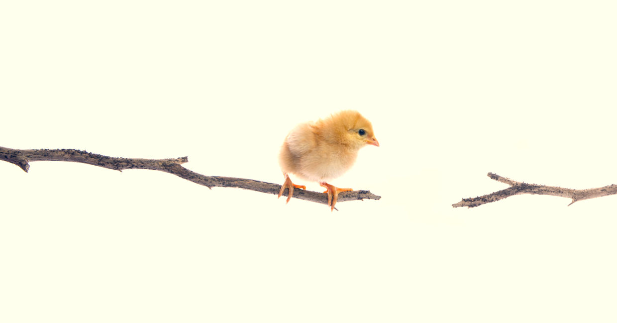 Newborn chick trying to jump to a new branch. Newborn chick trying to jump to a new branch.