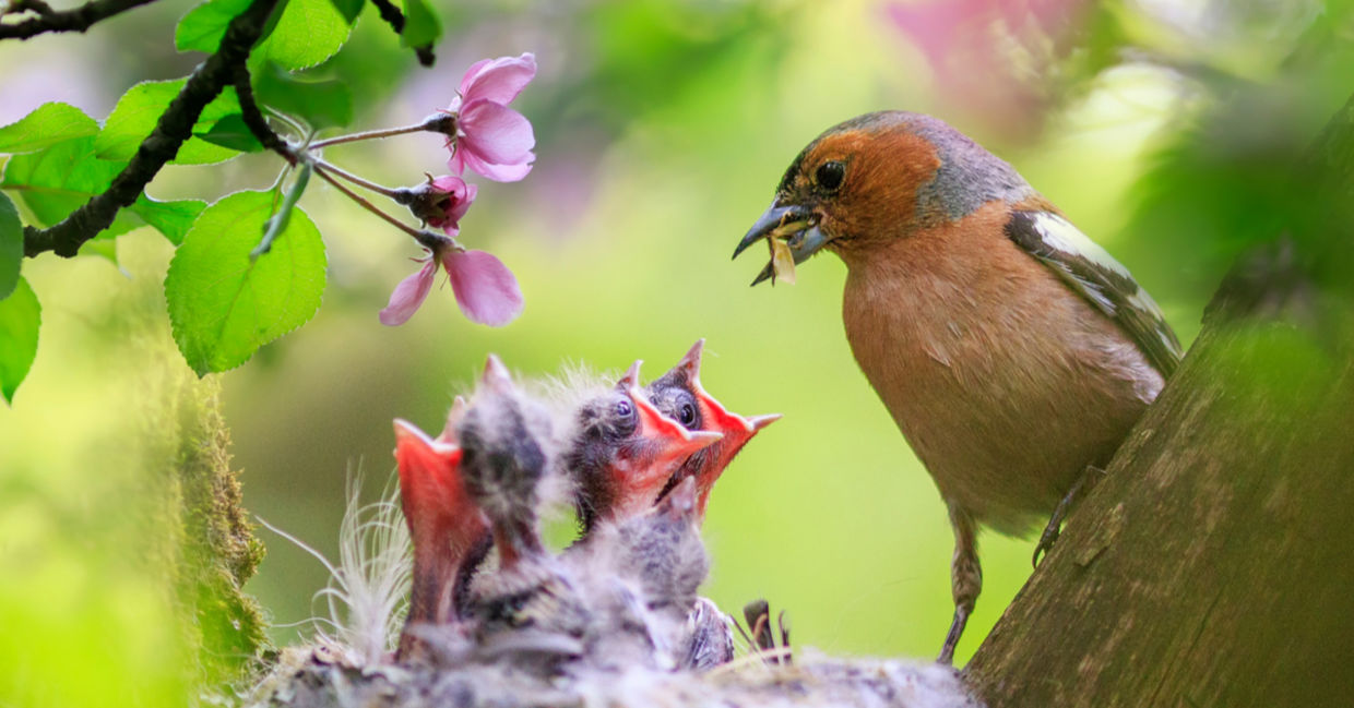 A male finch feeds its hungry chicks in a spring garden. A male finch feeds its hungry chicks in a spring garden.