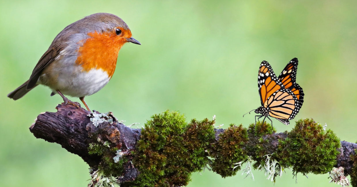 A wild robin and a monarch butterfly sit on a mossy tree branch, a sign of biodiversity. A wild robin and a monarch butterfly sit on a mossy tree branch, a sign of biodiversity.