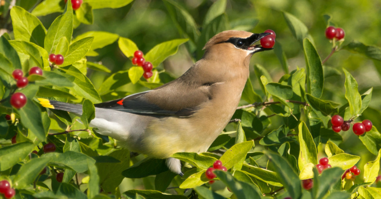 A cedar waxwing collects berries. A cedar waxwing collects berries.