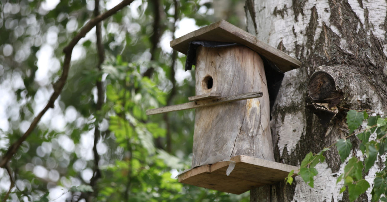 A nesting box is placed high up in a tree, offering birds security. A nesting box is placed high up in a tree, offering birds security.