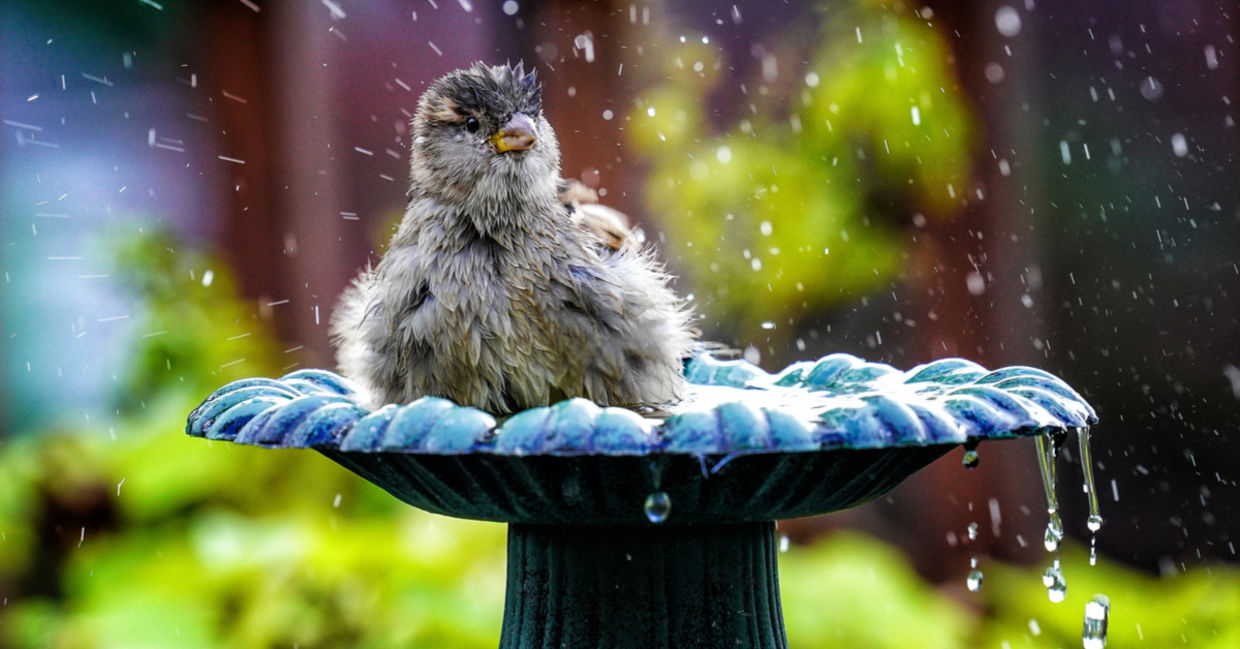 A sparrow enjoys splashing in a garden bird bath. A sparrow enjoys splashing in a garden bird bath.