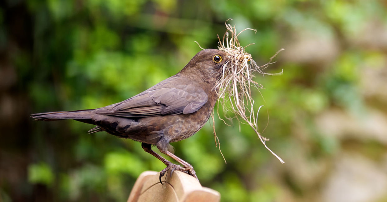 A female blackbird gathers nesting material from a garden. A female blackbird gathers nesting material from a garden.