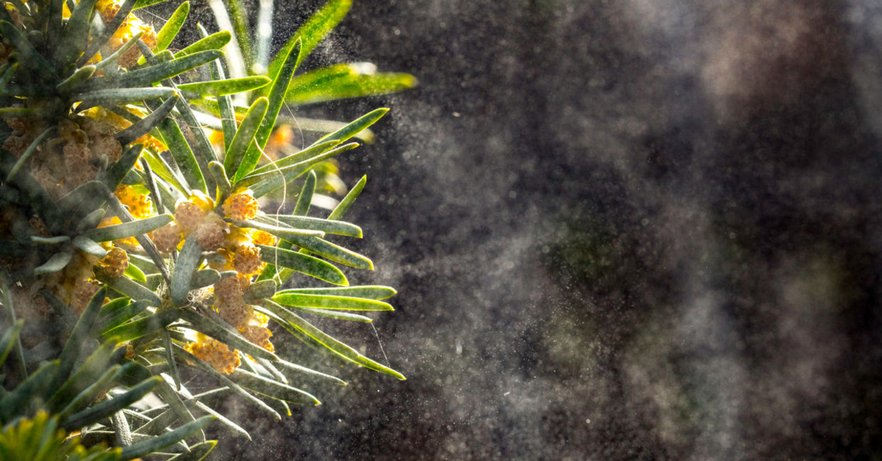 Flowers release pollen on a windy day. Flowers release pollen on a windy day.
