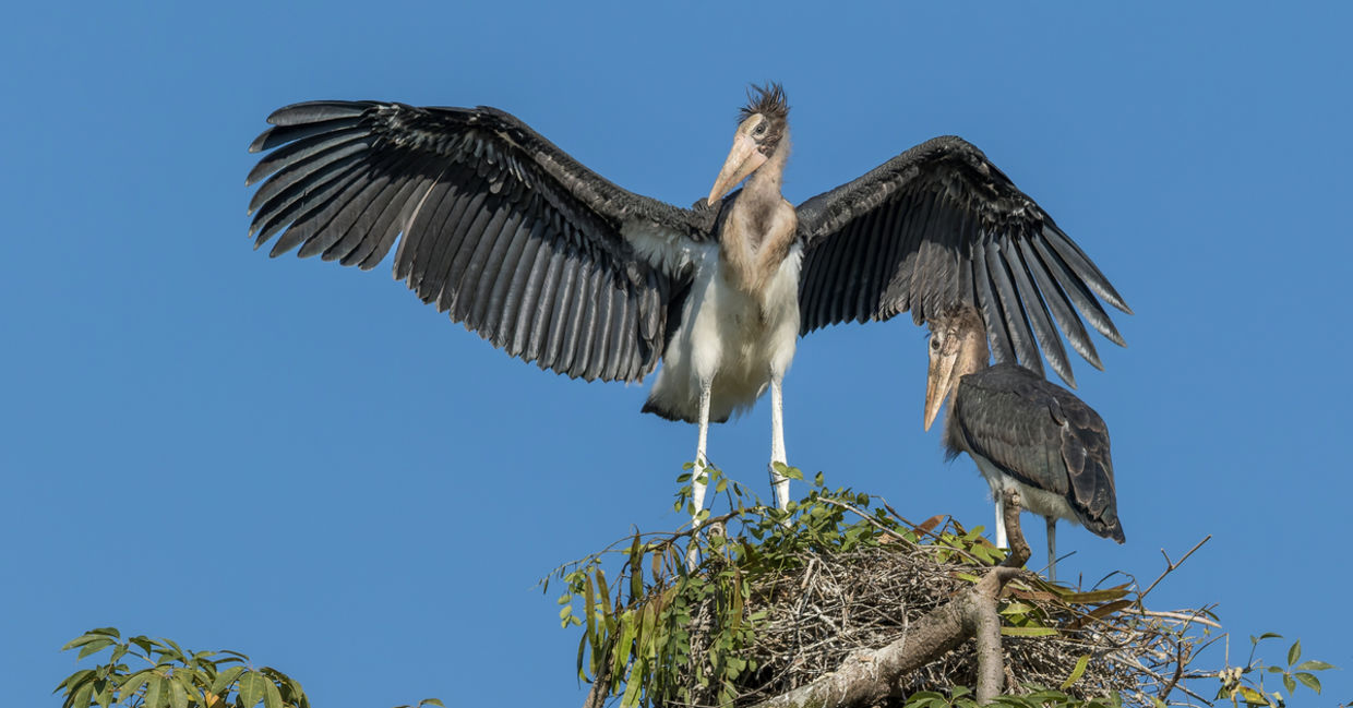 Two nestlings of the Lesser Adjutants storks that will be protected in Nepal. Two nestlings of the Lesser Adjutants storks that will be protected in Nepal.