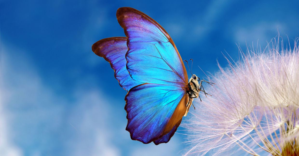 Morpho butterfly and dandelion. Morpho butterfly and dandelion.