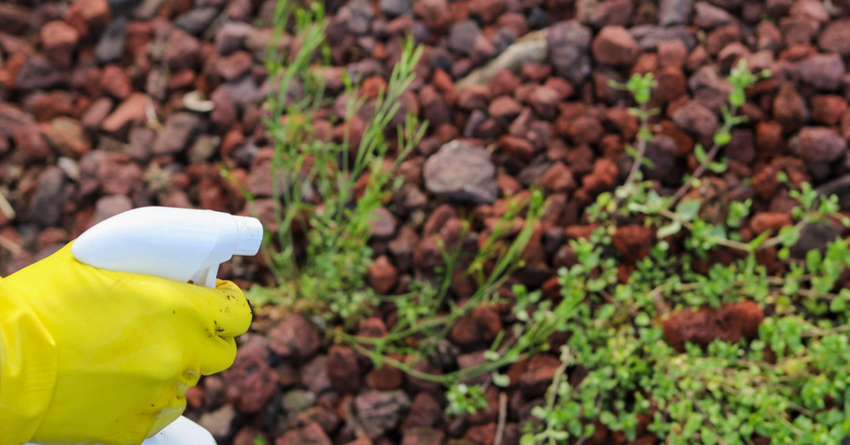 Spraying weeds with a vinegar solution is safe and effective. Spraying weeds with a vinegar solution is safe and effective.