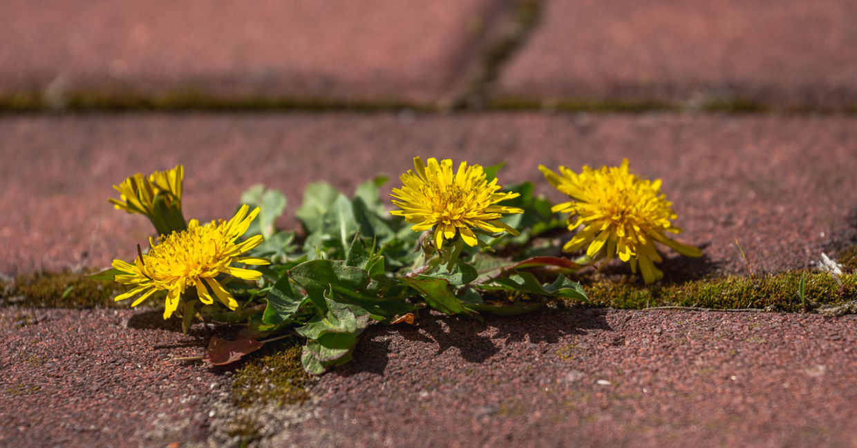 Clean up weeds in walkways with baking soda. Clean up weeds in walkways with baking soda.