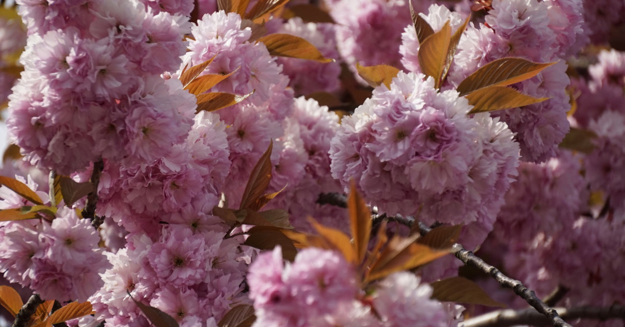 The cherry blossom stands for beauty, awakening and transience. The cherry blossom stands for beauty, awakening and transience.