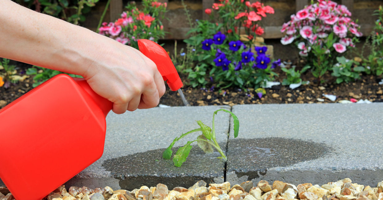Spray lemon juice on weeds. Spray lemon juice on weeds.