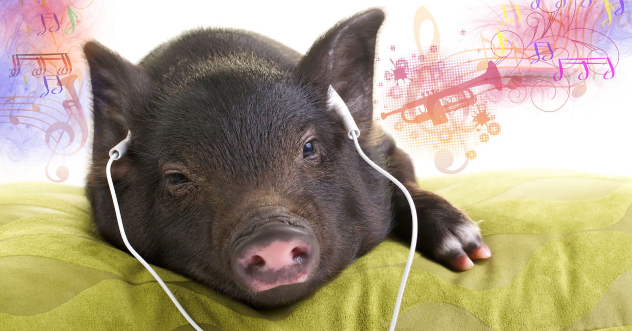 A pig relaxes while listening to music. A pig relaxes while listening to music.