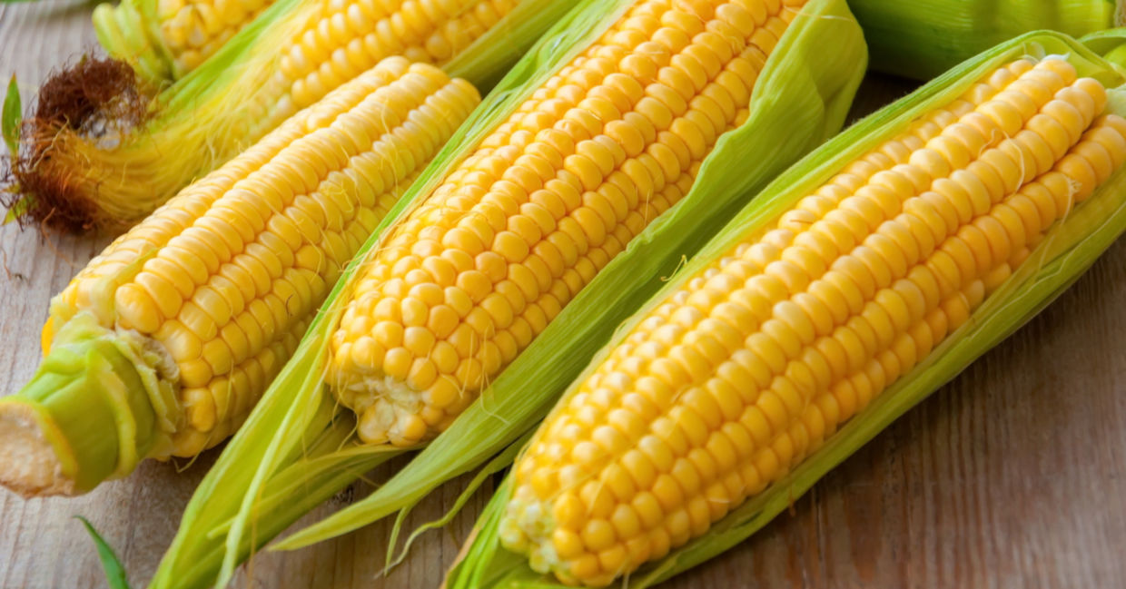 Sweet corn is delicious and good for you. Sweet corn is delicious and good for you.