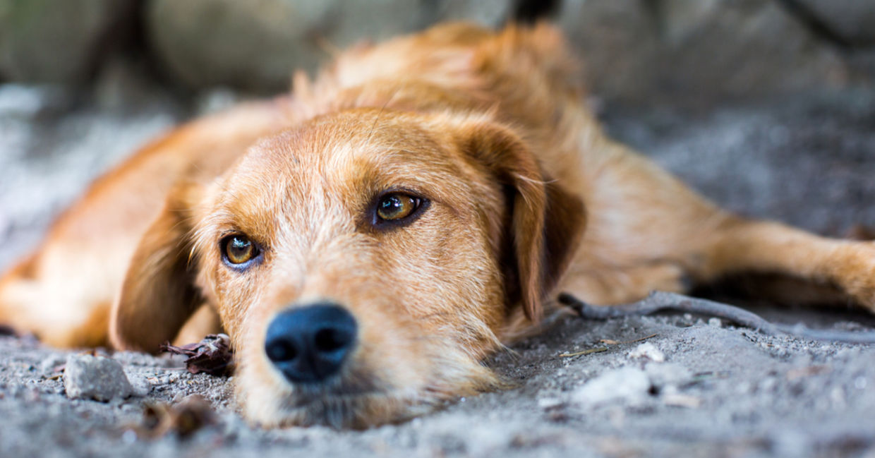 Stray dog. Stray dog.
