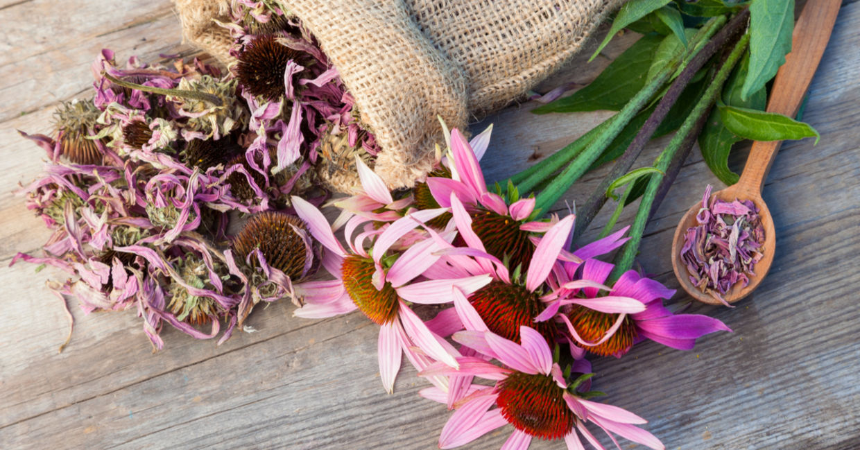Echinacea is a medicinal herb with antiviral properties. Echinacea is a medicinal herb with antiviral properties.