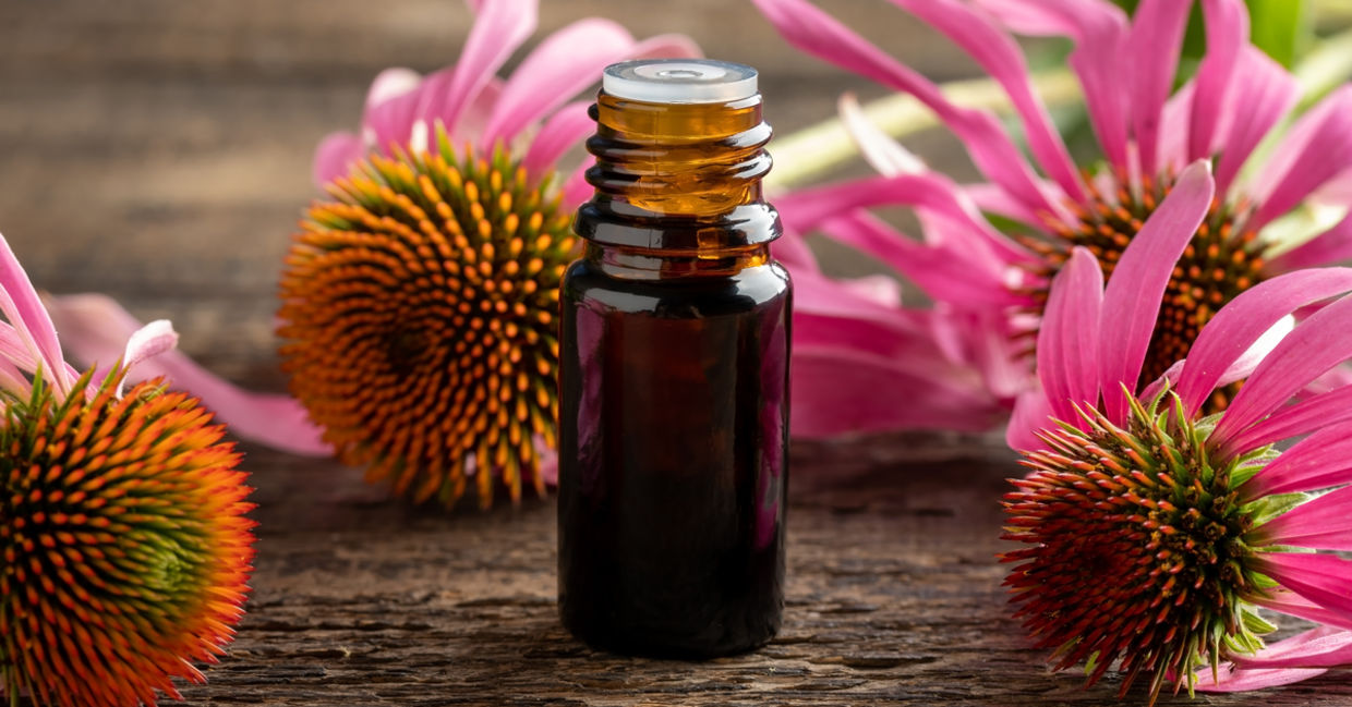 Echinacea essential oil is good for your health. Echinacea essential oil is good for your health.