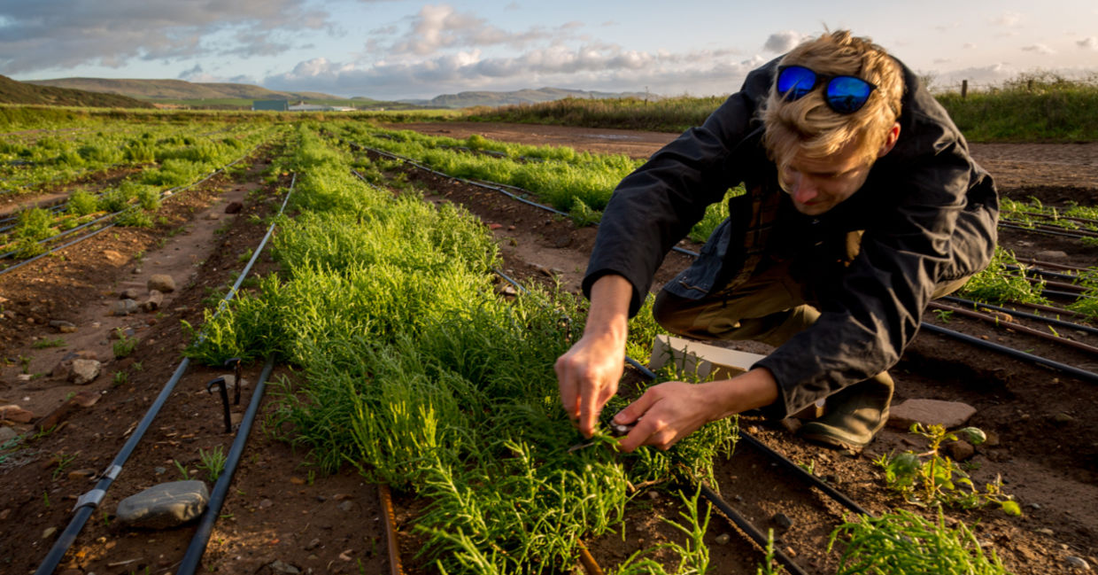 Sowing plants that grow in saltwater Sowing plants that grow in saltwater