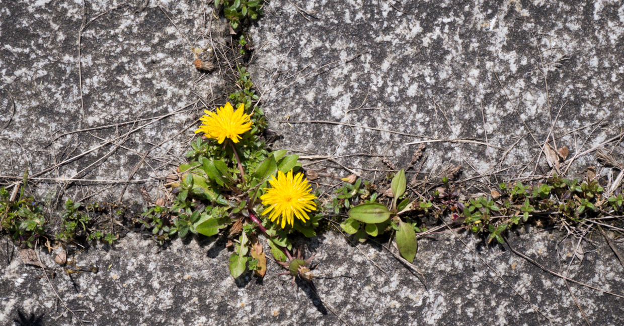 DIY your own weedkiller. DIY your own weedkiller.