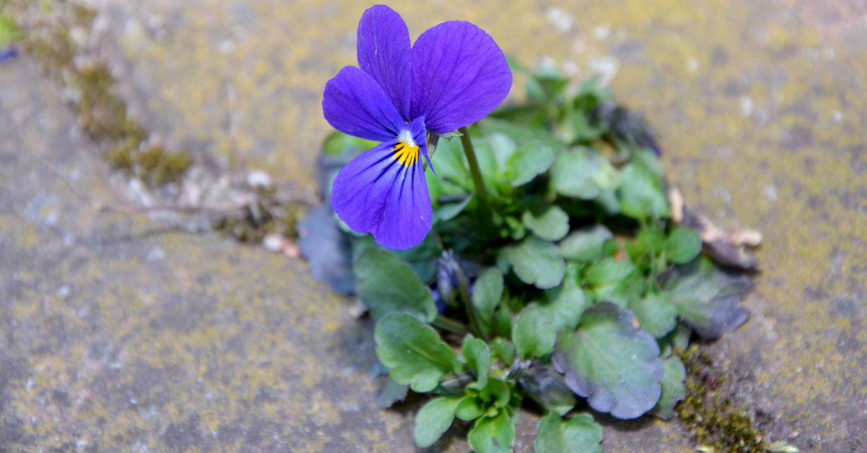Purple flower. Purple flower.