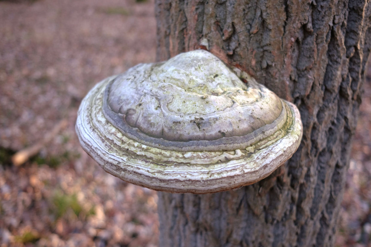 Agarikon mushrooms growing on a tree trunk. Agarikon mushrooms growing on a tree trunk.