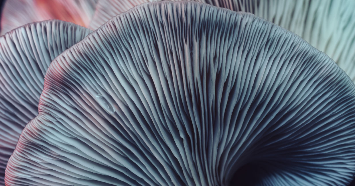 Close-up image of beautiful bunch mushrooms. Close-up image of beautiful bunch mushrooms.