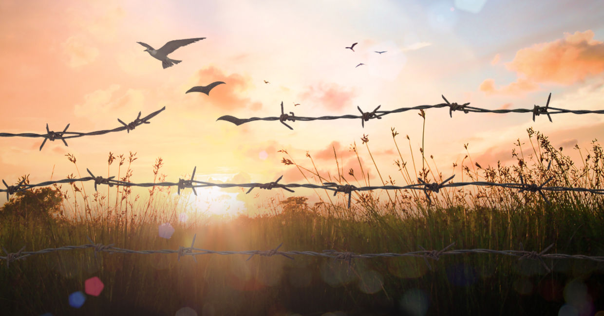 A barbed wire.