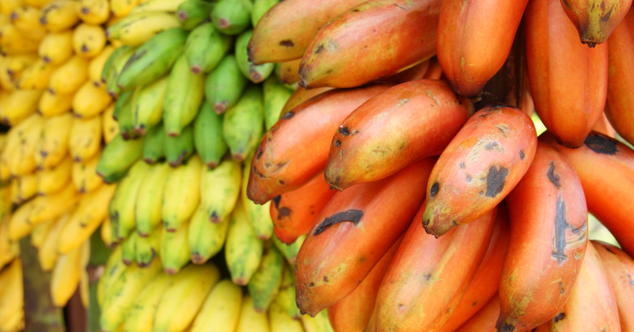 Multicolored bananas are available in your grocery store or produce market. Multicolored bananas are available in your grocery store or produce market.